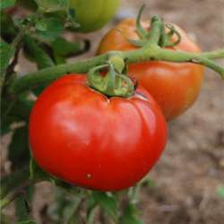 Plant tomate rouge : saint...
